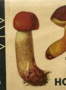 F.Kotlaba-Naše houby